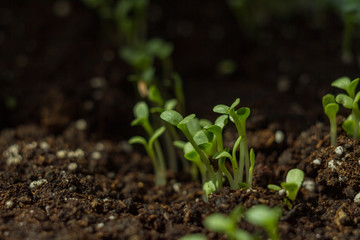 many small lettuce sprouts grow in the ground. home greenhouse