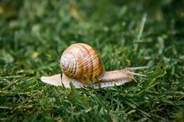 snail on a green leaf