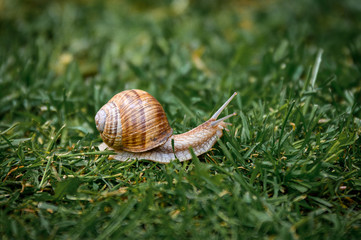 snail on a green leaf
