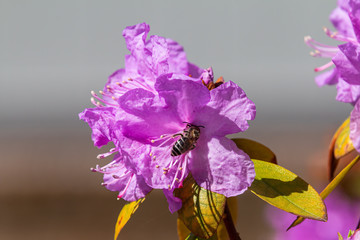 Ground Nesting Bee with Azelea