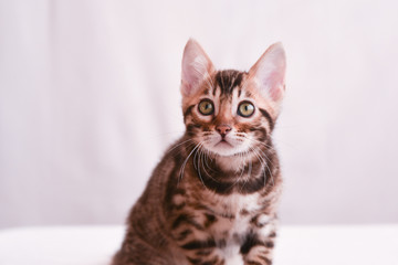 a small curious kitten looks directly into the camera. Portrait The concept of curiosity and surprise.