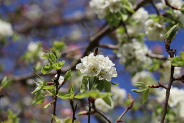 blossom in spring