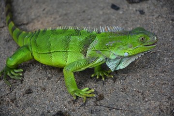 lagarto