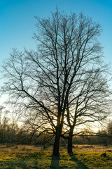 Fototapeta na wymiar Gorgeous winter tree with back light