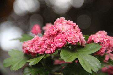 Obraz premium Pink haw thorn apple May flowering tree