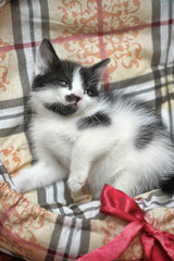 playful black and white  kitten