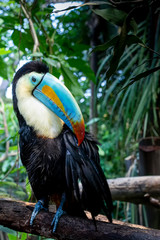 One keel-billed toucan is perching on the tree branch. Photo was taken at Papiliorama in Switzerland.