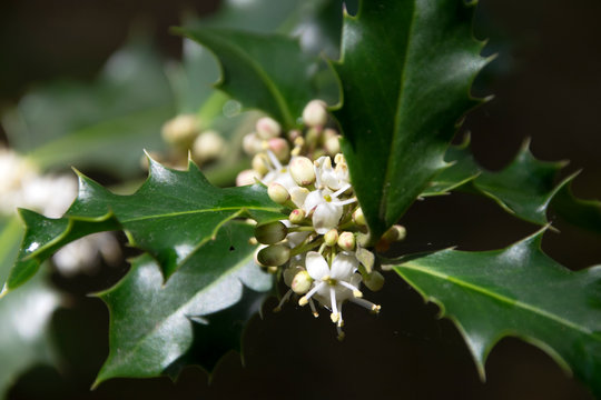Ilex, Hülse (Ilex aquifolium), Zweig mit Blättern und Blüte