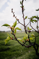 young and green leaves on the tree