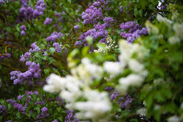 Flieder Lilac Blüten in Weis und Pink Lila im Frühling