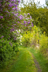 Flieder Busch am Wegesrand sch&ouml;ne Fr&uuml;hlingsstimmung