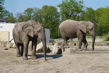 Two large elephants on the catwalk at the zoo.