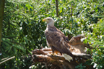 Bird of prey on the tree branch.