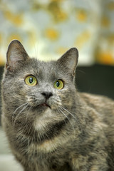 beautiful shorthair gray with a red cat.