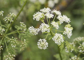 Conium maculatum poison parsley spotted hemlock corobane carrot fern devils bread porridge tall plant with small white flower umbels