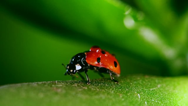 red ladybug crawl on blade of grass against blurred background