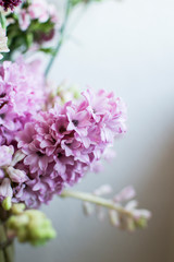 Fototapeta premium Pink hyacinth
