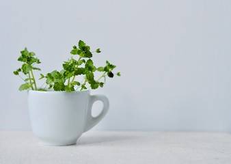 fresh plants with green small leaves in a white coffee cup on a light background stands on a marble white countertop