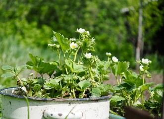 strawberry bushes grow in an old pot in the garden. bright sunshine. flowering strawberries on a background of blurred greens in the garden. home growing in the garden.