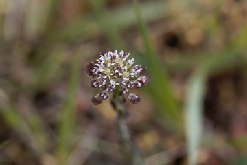 Field pepperwort flower, Lepidium campestre.
