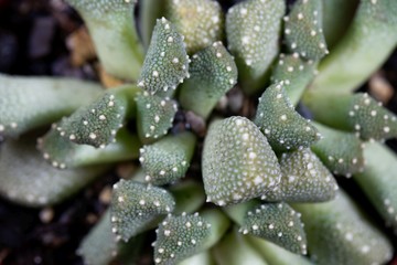 Fototapeta na wymiar Leaves of the ice plant Aloinopsis luckhoffii