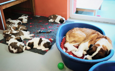 Saint Bernard puppies and dog sleeping breeding kennel Martigny Switzerland