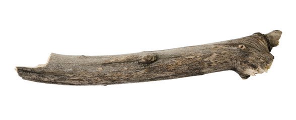 Tree branch or stick isolated on white background. Item for mock up, scene creator and other design