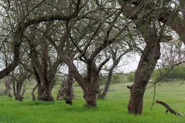 Old apple trees without leaves on a meadow