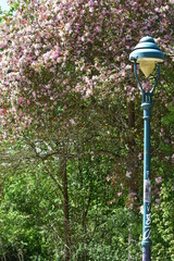 Straßenlaterne und Kirschblütenbaum