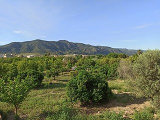 Fototapeta na wymiar Lemon trees in Murcia, Spain