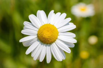 Oxeye daisiy in spring meadow