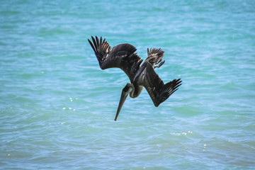 Pelican fishing in the ocean