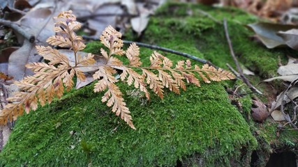 moss on tree pine leaf