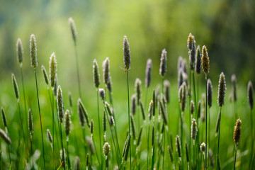 Fototapeta na wymiar Spring green grass with blurred forest
