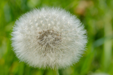 White puffy dandelion port flower