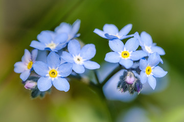 Blue Forget-me-not flowers in spring grass