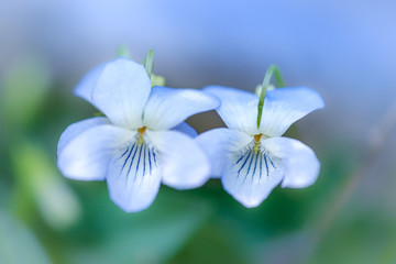 Light blue violet flower in spring