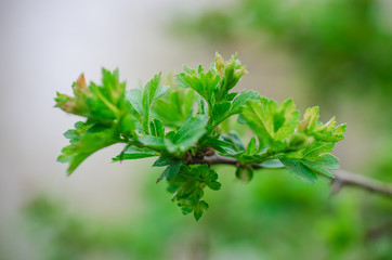 Green branch in cloudy weather on a light background