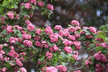 Pink haw thorn apple May flowering tree
