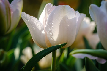 Fresh white tulip flowers in spring