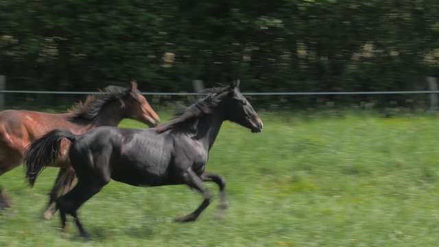 Black and brown Horses running in grass
