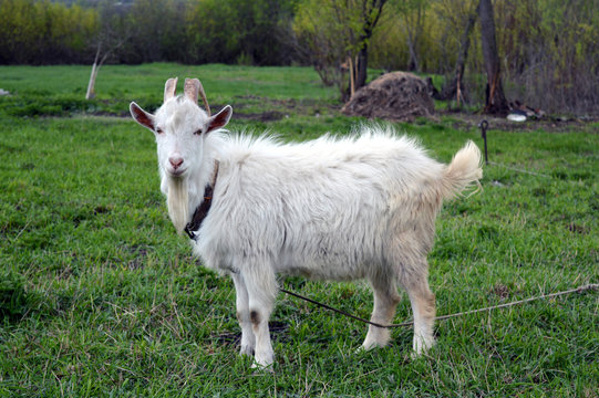 white goat grazes in a green meadow.