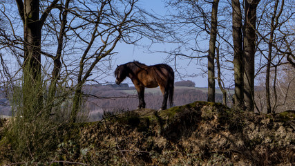 Pferd im Steinbruch