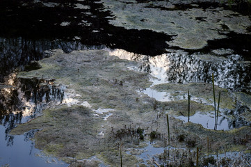 swamp surface with reflection of sky and trees.