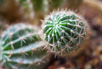 Cactus. Succulent plant.