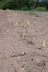 Spargelfeld mit herausgewachsenem fränkischen Spargel