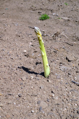 Spargelfeld mit herausgewachsenem fränkischen Spargel