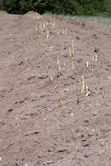 Spargelfeld mit herausgewachsenem fränkischen Spargel