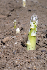 Spargelfeld mit herausgewachsenem fränkischen Spargel