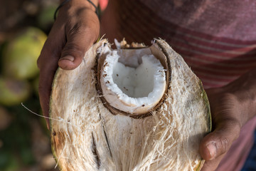 Coco abierto por la mitad agarrado por las manos de un hombre. Foto hecha en Kerala, Índia.